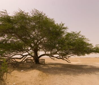 arbre-de-vie-de-bahrein