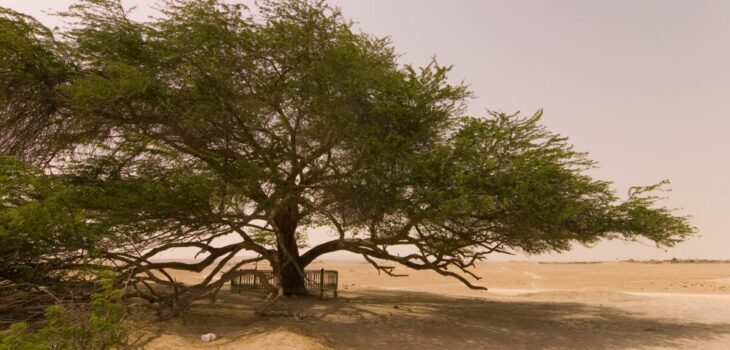 arbre-de-vie-de-bahrein